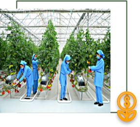 طراحی مجتمع های گلخانه ای